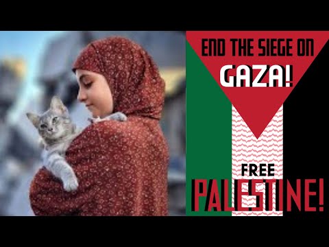 Cats of Gaza: Palestinians and their cats in Gaza (November 2023)