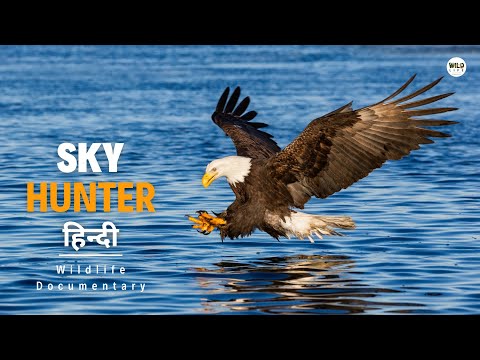 Sky Hunter - हिन्दी डॉक्यूमेंट्री | Wildlife documentary in Hindi