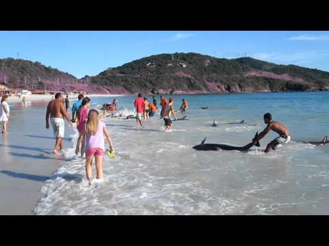 30 Dolphins stranding and incredibly saved! Extremely rare event!