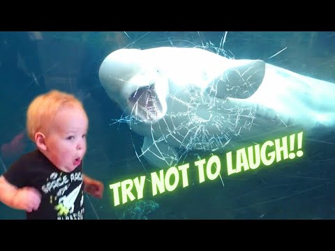 Funniest baby at the aquarium |Funny  baby reaction at the aquarium |