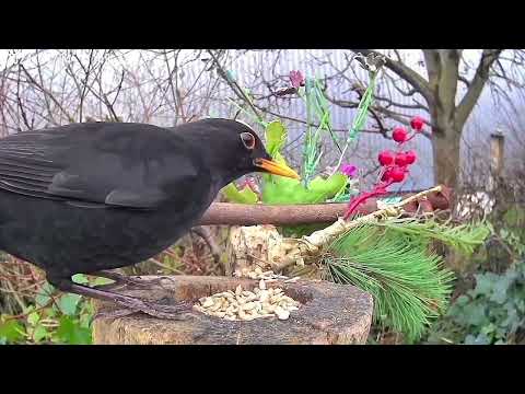 UK Birds