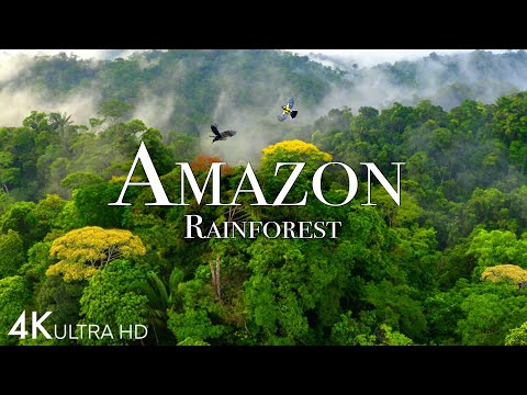 Amazon 4k - The World&rsquo;s Largest Tropical Rainforest Part 2 | Jungle Sounds | Scenic Relaxation Film