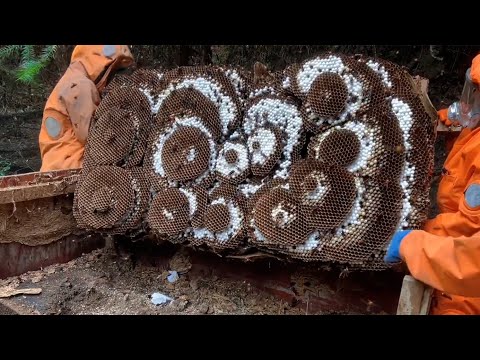 ASIAN GIANT HORNET NEST,MURDER HORNETS REMOVAL,WASP NEST REMOVING,VESPA MANDARINIA