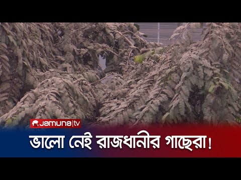 ধূলা আর বায়ুদূষণে অস্তিত্ব সংকটে রাজধানীর গাছ; উদ্যোগ নেই কোন মহলের | Tree Dust | Jamuna TV