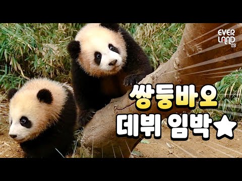 1월 4일 판다월드 데뷔 임박! 쌍둥이 아기판다 루이&amp;후이 나들이 현장 공개(feat. 아이바오) | 