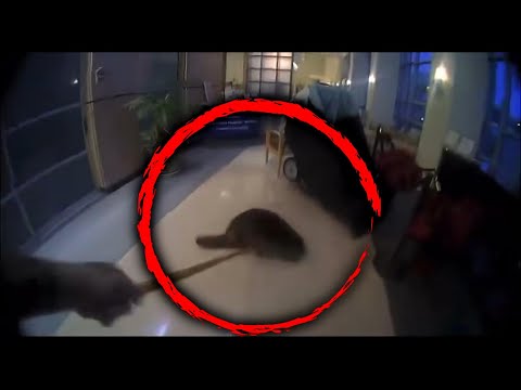 Beaver Evicted from Hospital Lobby in a Garbage Bin