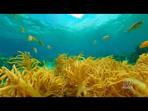 Exploring the rainforest under the sea