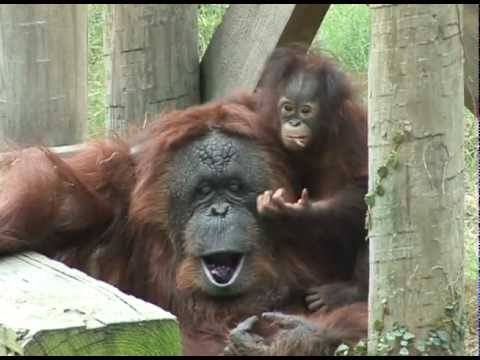 Animal Magnetism - Orangutan Mommy