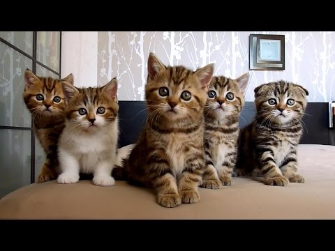 The best Funny Playing Cats and Dancing Kittens Compilation | Try not to laugh !
