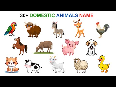 English Vocabulary | 30+ Domestic Animals Name | Esl | Learn English | English Speaking Practice