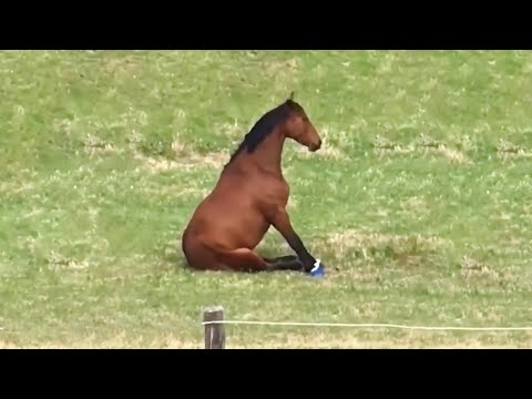 UNUSUAL MEMES COMPILATION V235