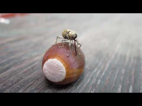 Wee Weevil Drilling an Acorn