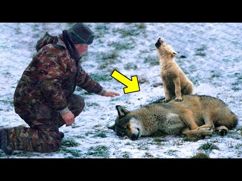 Man helps crying wolf cub and his dying mother, what happened next is unbelievable