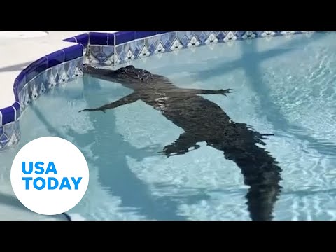 8-foot alligator goes for a swim in Florida pool before being removed | USA TODAY