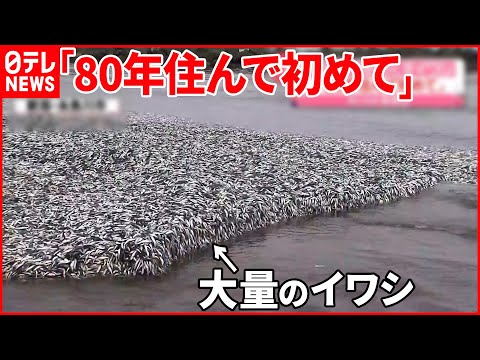 【大量のイワシ】海岸埋め尽くす  幅200メートルにわたり打ち上げられ&hellip;