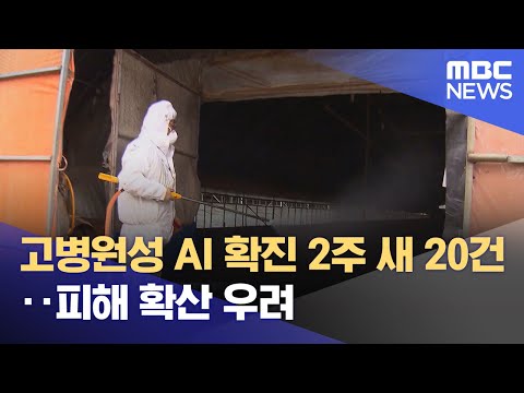 고병원성 AI 확진 2주 새 20건‥피해 확산 우려 (2023.12.17/12MBC뉴스)