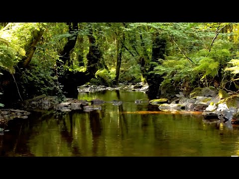 RELAXING BIRDSONG BY THE BEAUTIFUL FOREST STREAM FOR STRESS RELIEF, ASMR