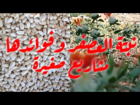 طريقة زراعة نبتة العصفر وفوائداها 