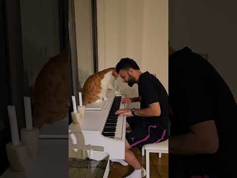 When Fevzi hears piano 😴🎹🐈❤️