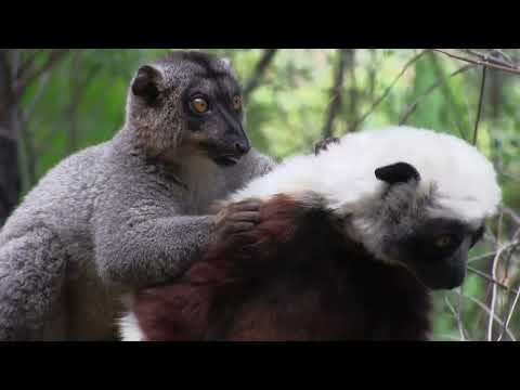 Madagascar lemurマダガスカルのサルたち、シファカとブラウンキツネザル仲良し