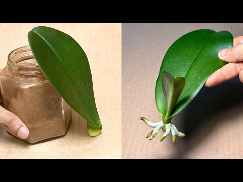 Magical Planting Method That Makes Orchid Leaves Grow Roots Instantly