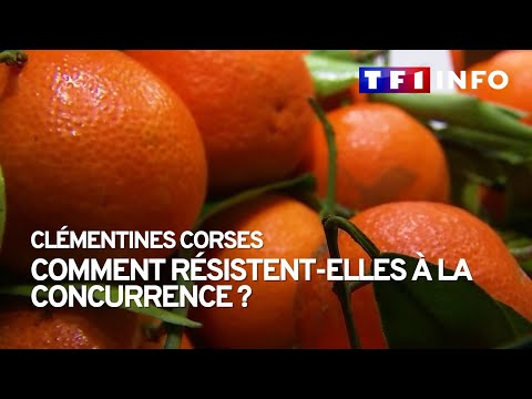 Clémentines de Corse : comment résistent-elles à la concurrence 1