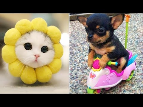 Funniest Animals 2024 😂 Best Funny Cats and Dogs 😻🐶 Part 2 | Cute Baby Dogs