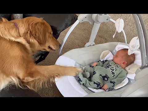 When your dog become brother 🍭 Cute dogs and little friends