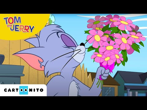 Tom și Jerry | Nu-i cine crezi | Cartoonito