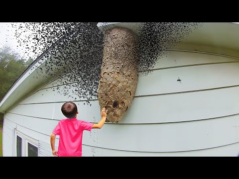 he grabbed a MOSQUITO nest...