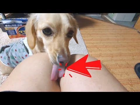 Cute dogs are restless.【Dachshund dog】