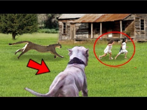 DOGO ARGENTINO Salva A 2 NI&Ntilde;AS De Un Poderoso PUMA!!!. 15 Animales Que Salvaron Valiosas Vidas.