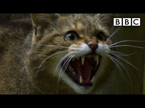 Scottish &lsquo;Highland Tiger&rsquo; wildcat more endangered than Asian cousin - BBC