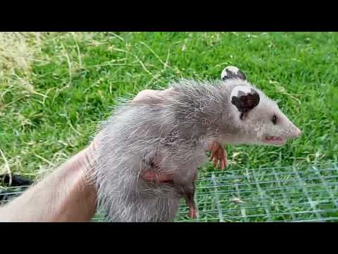 Cute little, gentle boy opossum pays us a visit - our cat, dog, and all of us adults like him.