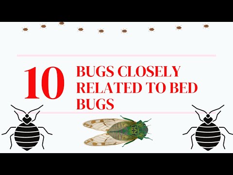 10 Examples of True Bugs: You Probably Didn&rsquo;t Know Know These Are Related to Bed Bugs!