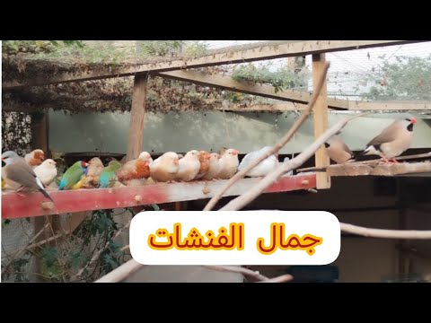 جولة بالمحمية 🌹 والحمام الملكي فقسن 🐣