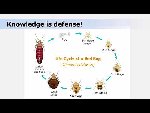 Bed Bug Biology and Behavior