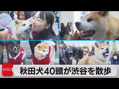 秋田犬約40頭が週末の渋谷を散歩　忠犬ハチ公生誕100周年記念で（2023年12月2日）