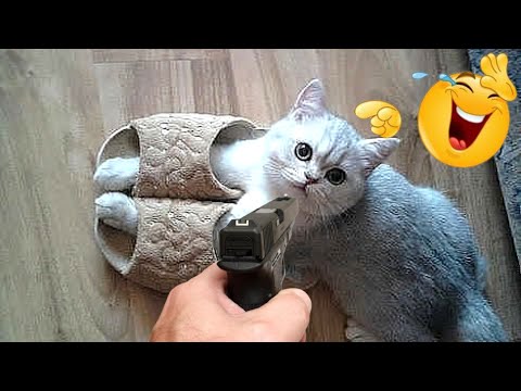 Try Not To Laugh Dogs And Cats| Funny Dogs And Cats Videos 2023