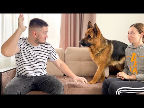 German Shepherd Protects Woman from Man Attack [Fake Situation]