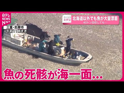 【北海道以外にも】三重・志摩市の漁港に魚が大量漂着  40トン回収しても&hellip;