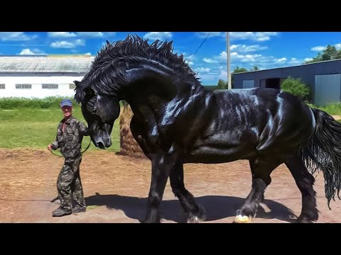 These Are 10 Most Beautiful Rarest Horses | Rare Species of Horses