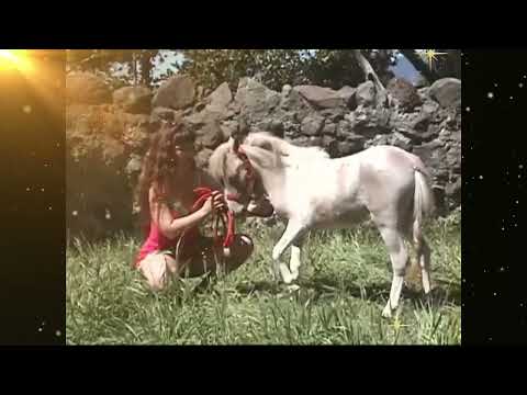 Ponylover-2