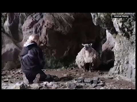 'World's loneliest sheep' rescued after spending 2 years in cave