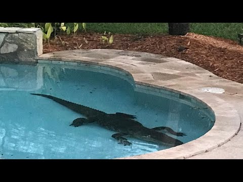 Alligator found at bottom of pool