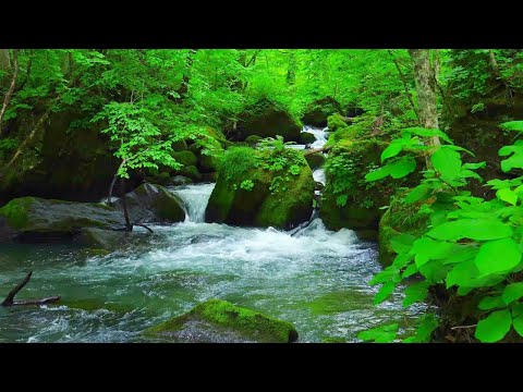 The sound of a river where you can sleep deeply, the voice of a bird [study, sleep, relaxation,ASMR]