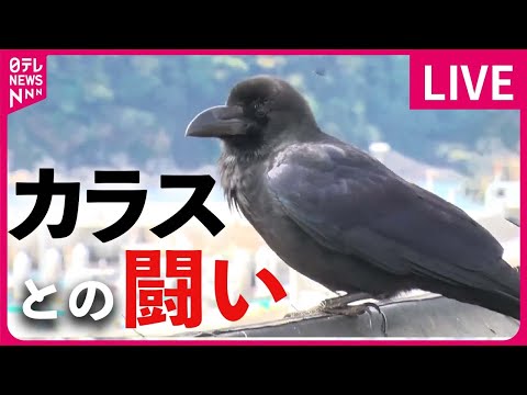 【カラスとの闘いまとめ】カラスの襲撃相次ぐ / 停電の原因、カラスの巣　AI技術で検知して撤去 / カラスがまさかの鳴き声　など （日テレニュース LIVE）