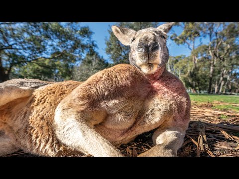 Buff Kangaroo Gets Girls by Flexing Muscles