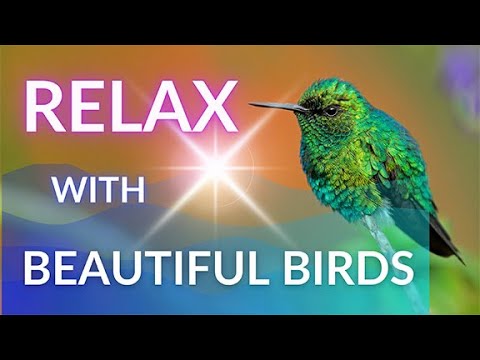 RELAX WITH BEAUTIFUL BIRDS | RELAXING BIRDS AND BIRD MUSIC |