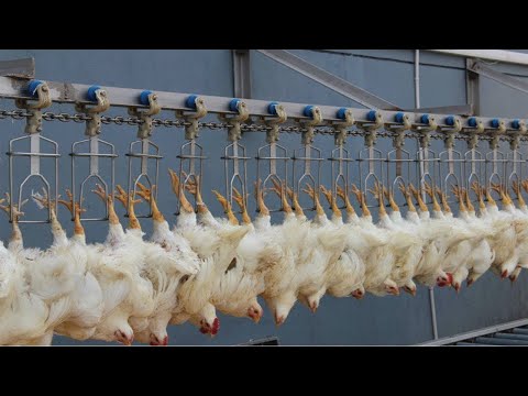 Chicken Hatchery Technology - Raising Broiler Farm - Modern Poultry Slaughter &amp; Processing Plant